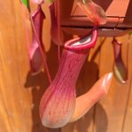 Mäsožravý krčiažnik (Nepenthes alata) ´MONKEY JARS´ - výška 20-30 cm, kont. C1L - závesný kvetináč